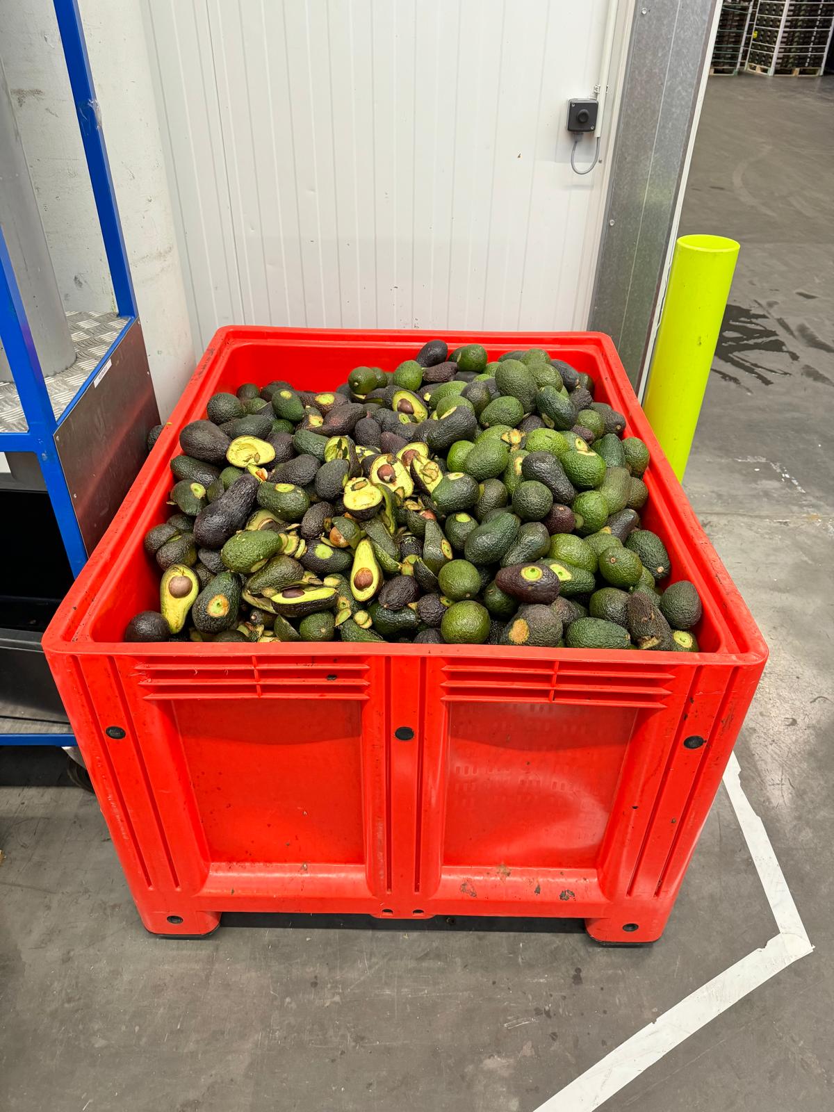 Measured Avocado's